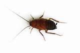 Pictures of Cockroach Look Like
