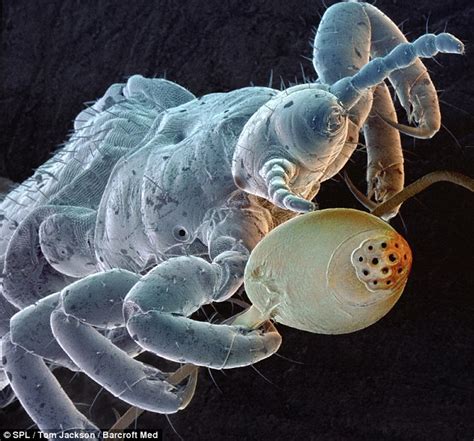 Scanning Electron Microscope Images Of Insects
