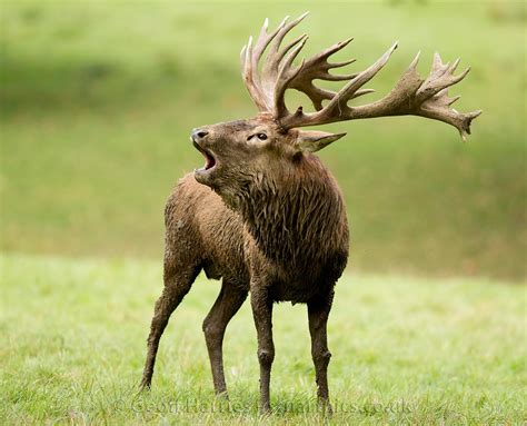 Red And Sika Deer Uk Photography By Geoff Harries