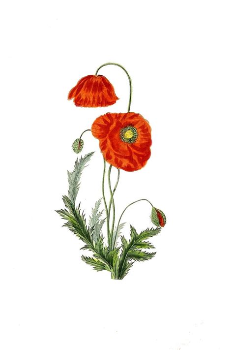 Poppy Flower Print Set Of 2 Botanical Antique Illustration Wall Art
