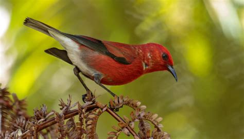 Native Hawaiian Forest Birds Haleakalā National Park Us National