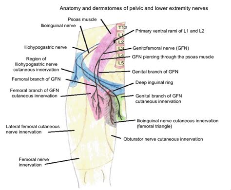 Downloads groin groin groin pain groin strain groin area groin pull groin definition groin muscles groin hernia groin rash men groin injury groin meaning groin anatomy male groin electrical circuit male groin diagram for ttl counter, a sort of condition device. Diagram Of Male Groin Area / Http Pdf Posterng Netkey At ...
