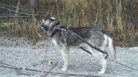 Denali National Park Sled Dog Demonstration Youtube