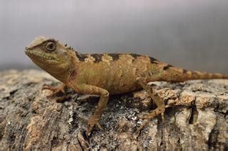 Maybe you would like to learn more about one of these? www.Zootierliste.de