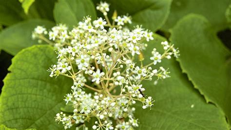 Jul 08, 2021 · identify poison oak plants. What Does Poison Ivy Look Like? | Everyday Health