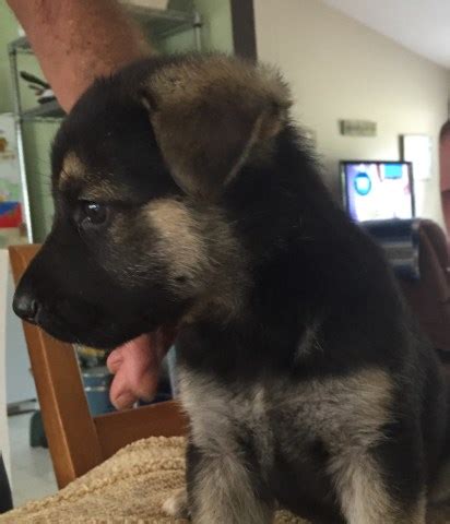 Just a puppy and her fawn pal showing each other love ❤️ c. German Shepherd Dog puppy dog for sale in York, South Carolina