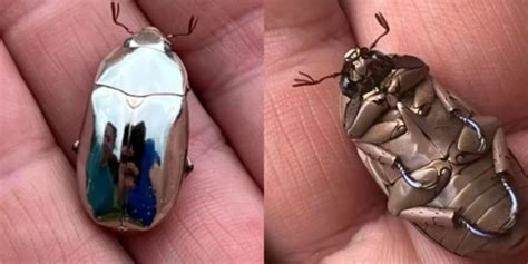 A Man Has Found An Incredibly Unique Beetle That Is Too Beautiful To Be