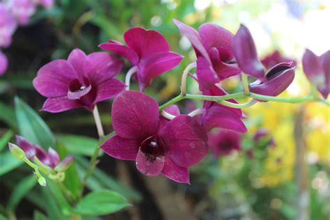 Types Of Orchids In Thailand Thinglish Lifestyle