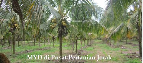 Check spelling or type a new query. Anim Agro Technology: POTENSI KELAPA RENDAH