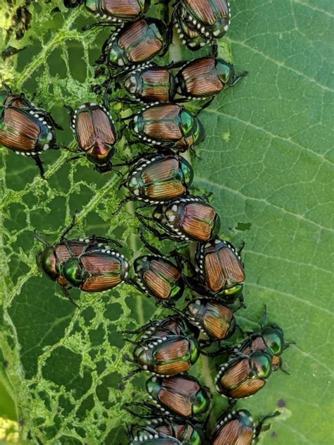 Look through examples of insect pests translation in sentences, listen to pronunciation and learn grammar. Guidelines for Submitting to the ISU Plant and Insect ...