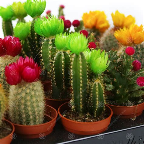 Here's a recipe to make your own homemade soil mix suitable for growing in pots. Mini Disco Cactus Mix House / Office Indoor 5.5cm Pot ...