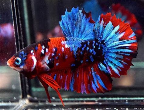 Aneka aquarium, garut kota, garut. Gratis Download Gambar Tentang Model Aquarium Ikan Cupang Hias Wallpapers