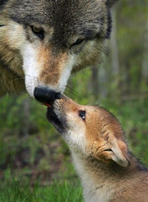 Photography Beauty Cute Wolf Puppies Nature Wildlife