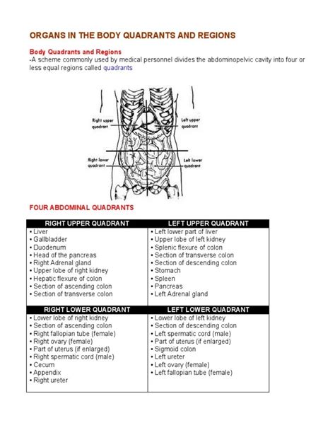 Abdominal Anatomy 4 Quadrants Quadrants Of The Abdomen Illustration