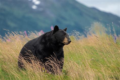 What Animals Live In Alaska Worldatlas