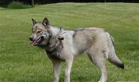 Hybrid Wolf Dog Breed Information With Pictures Tail And Fur