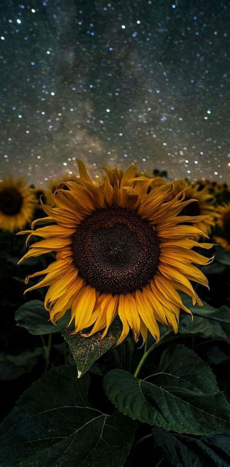 Sunflower Stars Wallpaper By Mims1992 Download On Zedge Cad6