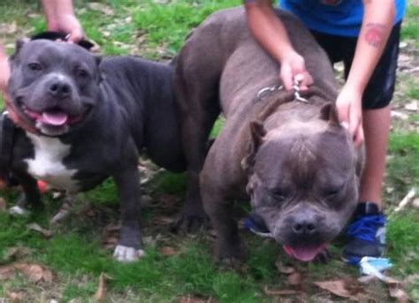 PR UKC reg. Blue Fawn female pitbull puppy in Bronx, New ...