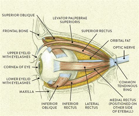 Eye Diagram Muscle Anatomy