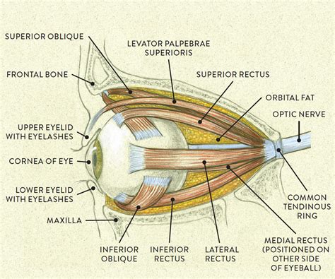 Left eye, lateral view