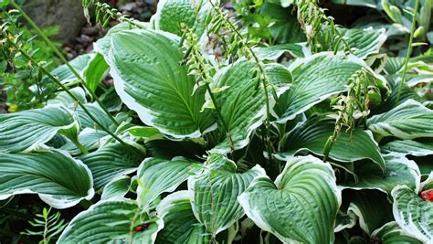 This family of plants is known for it's decorative, large clumps of lush green foliage and spikes of lily shaped, sometimes fragrant flowers which appear later in summer. Hostas: plant, care & variety guide | Stuff.co.nz