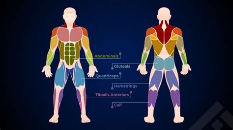 Which Muscle Groups Are Used In Running Muscles Used In Jogging