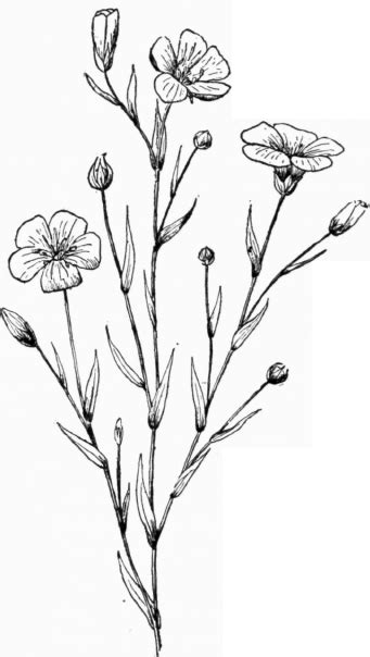 Materials And Their Manufacture - Flax