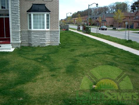How to make fertilizer from waste by your own hands. Sir, step away from the fertilizer NOW! Astounding do-it-yourself lawn care results! - LawnSavers