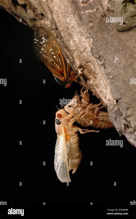 Periodical Cicada Emerging Metamorphosis Stock Photo Alamy