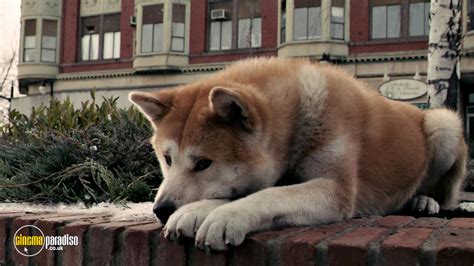 Watch hachi a dog's tale. Rent Hachi: A Dog's Tale (2009) film | CinemaParadiso.co.uk