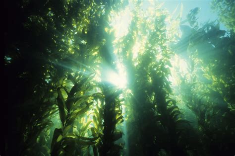 Some specimens of kelp are capable of growing almost two feet in a single day. Underwater Forests: Exploring Kelp Canopies - ThurstonTalk