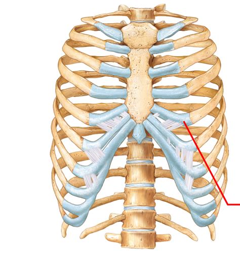 Numbered ribs, sternum, cartilage parts and clavicular articulation. Axial Skeleton-Rib Cage at Auburn University - StudyBlue