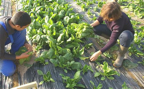 Jardin de Cocagne Angers  Accueil  Jardins, Accueil, Exclusion sociale
