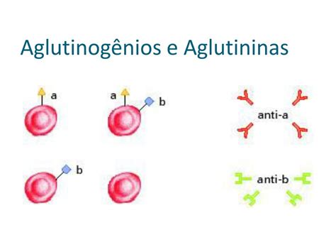 PPT GENÉTICA IV SISTEMA IMUNOLÓGICO ALELOS MÚLTIPLOS GENÉTICA DOS GRUPOS SANGUÍNEOS PowerPoint