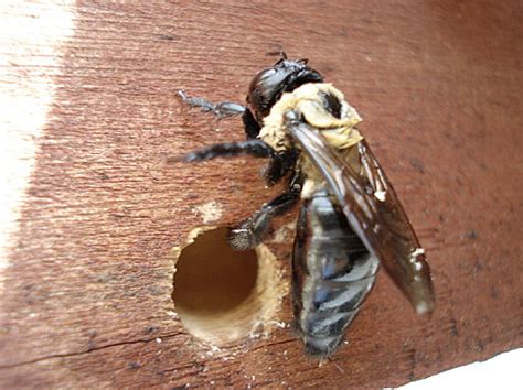 They prey on other insects, helping to keep pest populations under control. Wasp Nest Under Deck | Mice