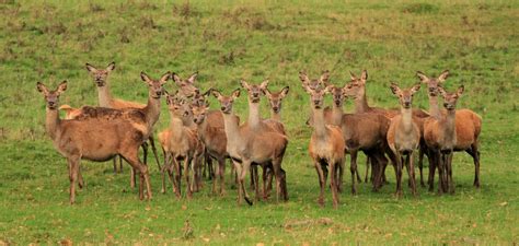 Forest Of Dean Wildlife And Nature Diary Red Deer Rut Deer Rut