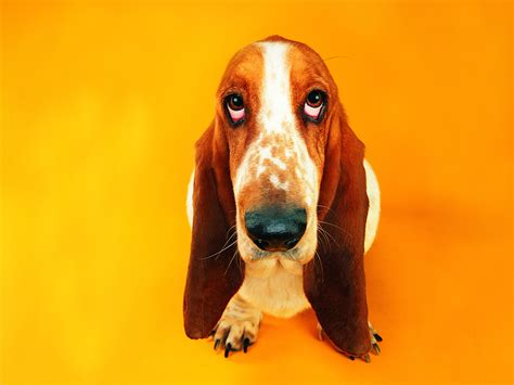 Cute Basset Hound On An Orange Background Wallpapers And Images Wallpapers Pictures Photos