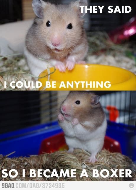 38 Best Hamster Memes Images On Pinterest Funny Animals