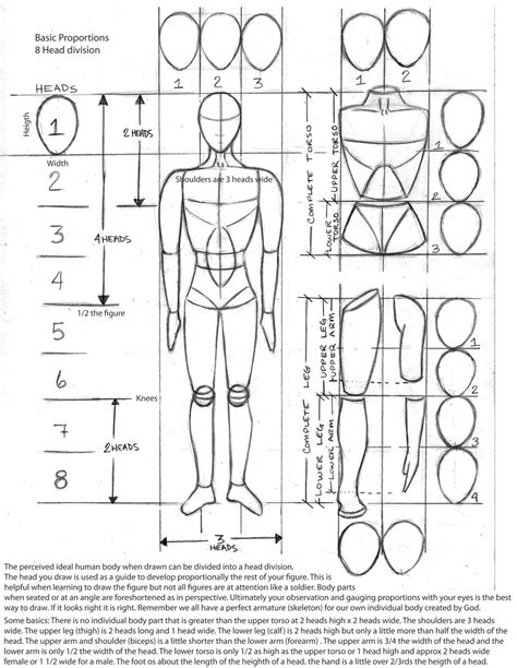 Human Anatomy Art Body Proportion Drawing Anatomy Art