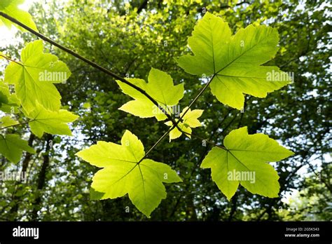 Backlit Leaves Of Sycamore Acer Pseudoplatanus Tree In Upland