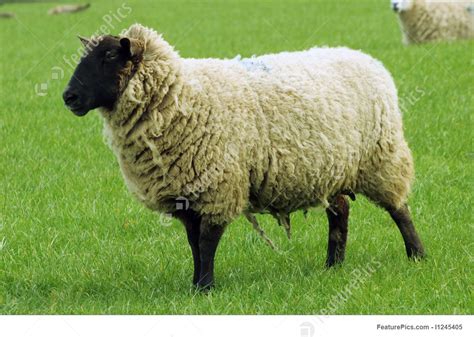 Image Of Sheep Grazing