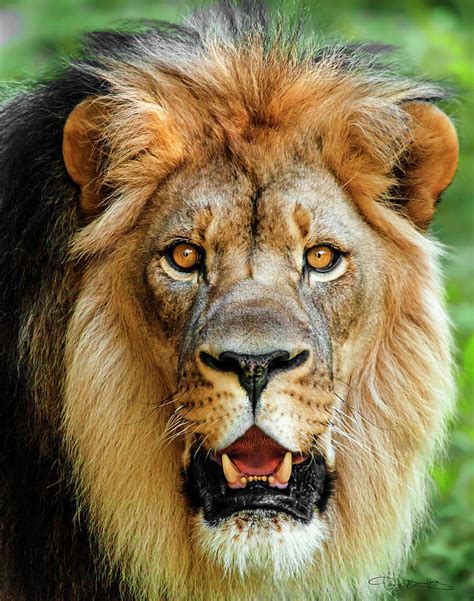 Lion Head Portrait Photograph By Dan Barba Pixels