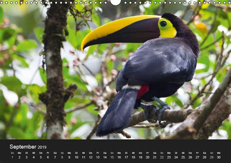 Costa Rica - Tiere des Regenwaldes - CALVENDO