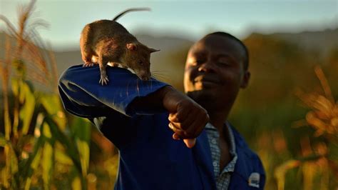 Magawa The Mine Detecting Rat Wins Pdsa Gold Medal Bbc News