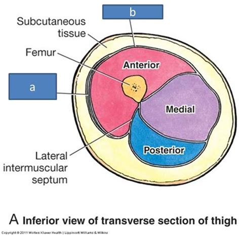 Print Anatomy Block Iii Gluteal Region Thigh Lumbosacral Plexus