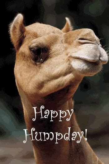 Camel Wednesday Images With Quotes Quotesgram