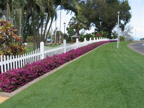 Gardening South Florida Style South Florida Hedge Plants Vi