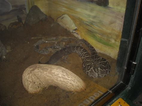Contact dermatitis happens when your skin reacts badly to something that touches it. Rattle snake shedding its skin | Flickr - Photo Sharing!