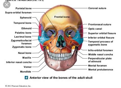 Pin by Windy Rothmund on Head & Neck Anatomy | Head and neck anatomy