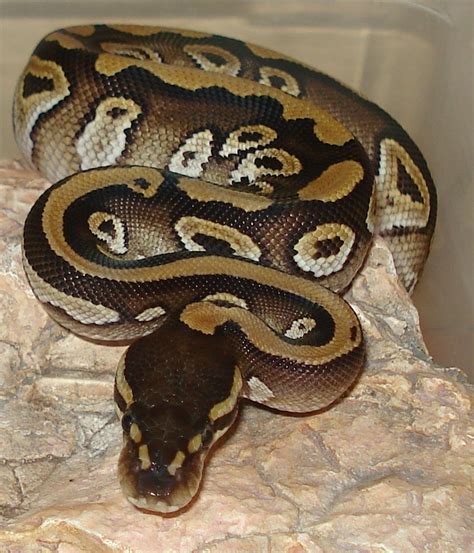 Evergreen perennial in zones 9 thru 11; your snakes and their names
